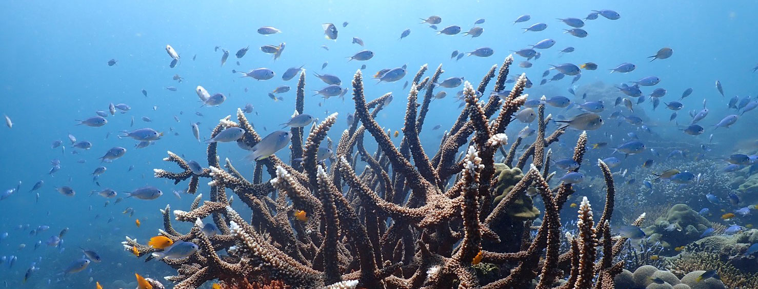 ReReef Reef Photo