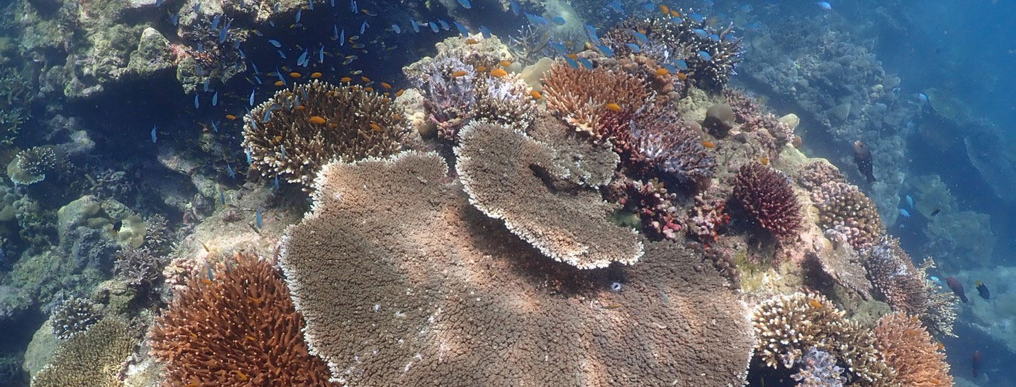 ReReef Reef Photo